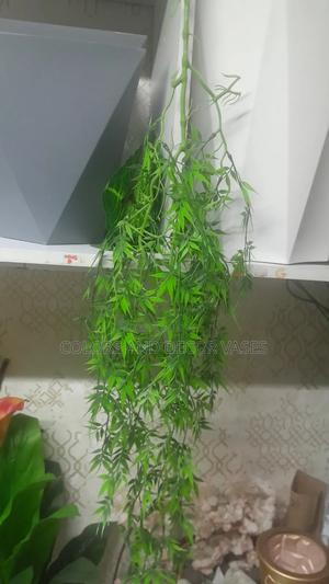 Hanging Vines Offer KSH 600 - thumbnail 2