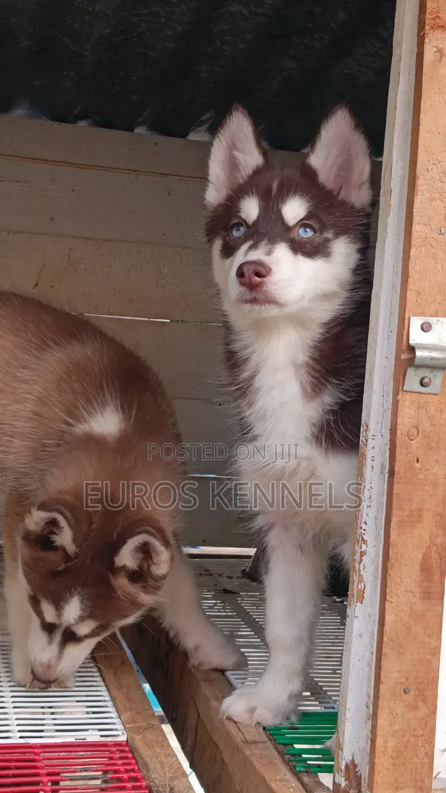 1-3 months Male Purebred Siberian Husky
