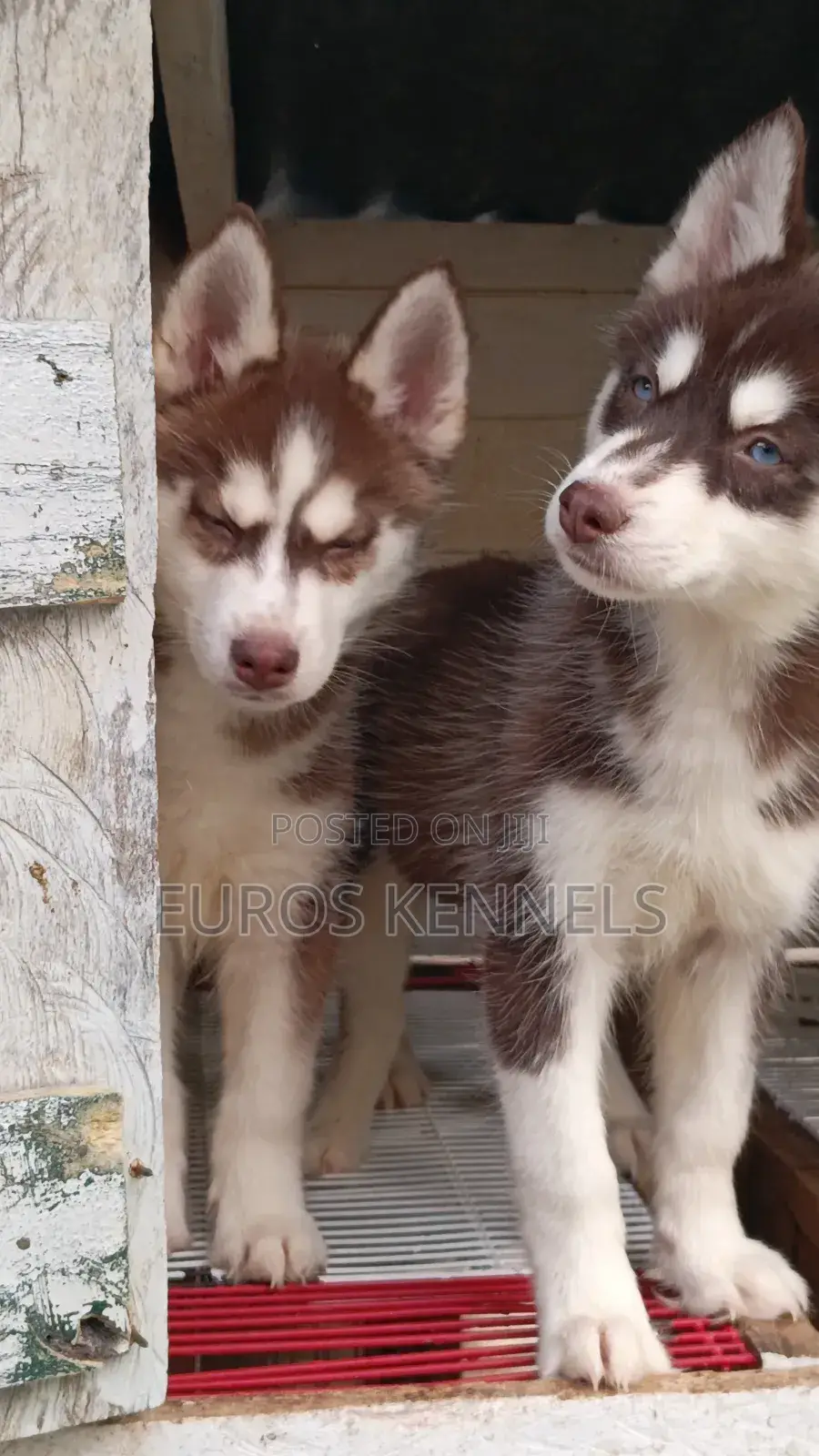 1-3 months Male Purebred Siberian Husky