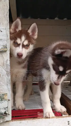 1-3 months Male Purebred Siberian Husky