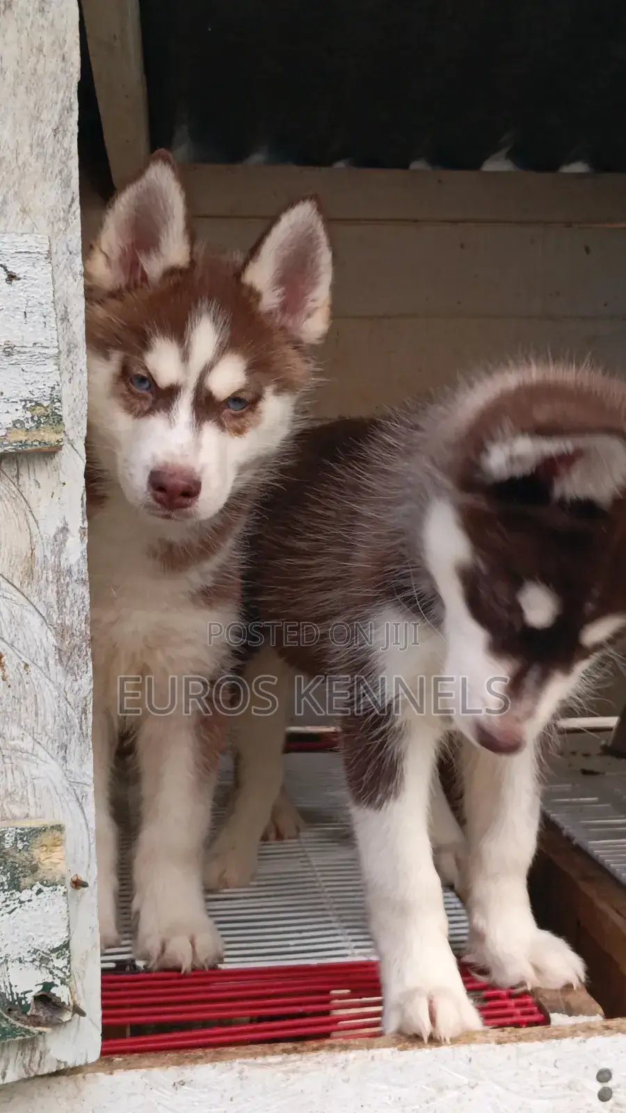 1-3 months Male Purebred Siberian Husky