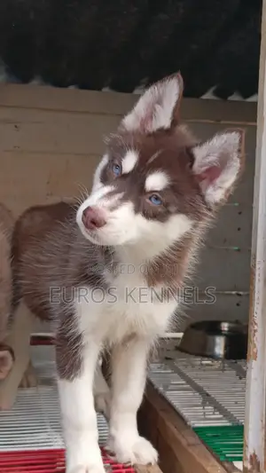 1-3 months Male Purebred Siberian Husky