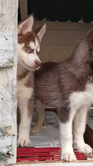 1-3 months Male Purebred Siberian Husky