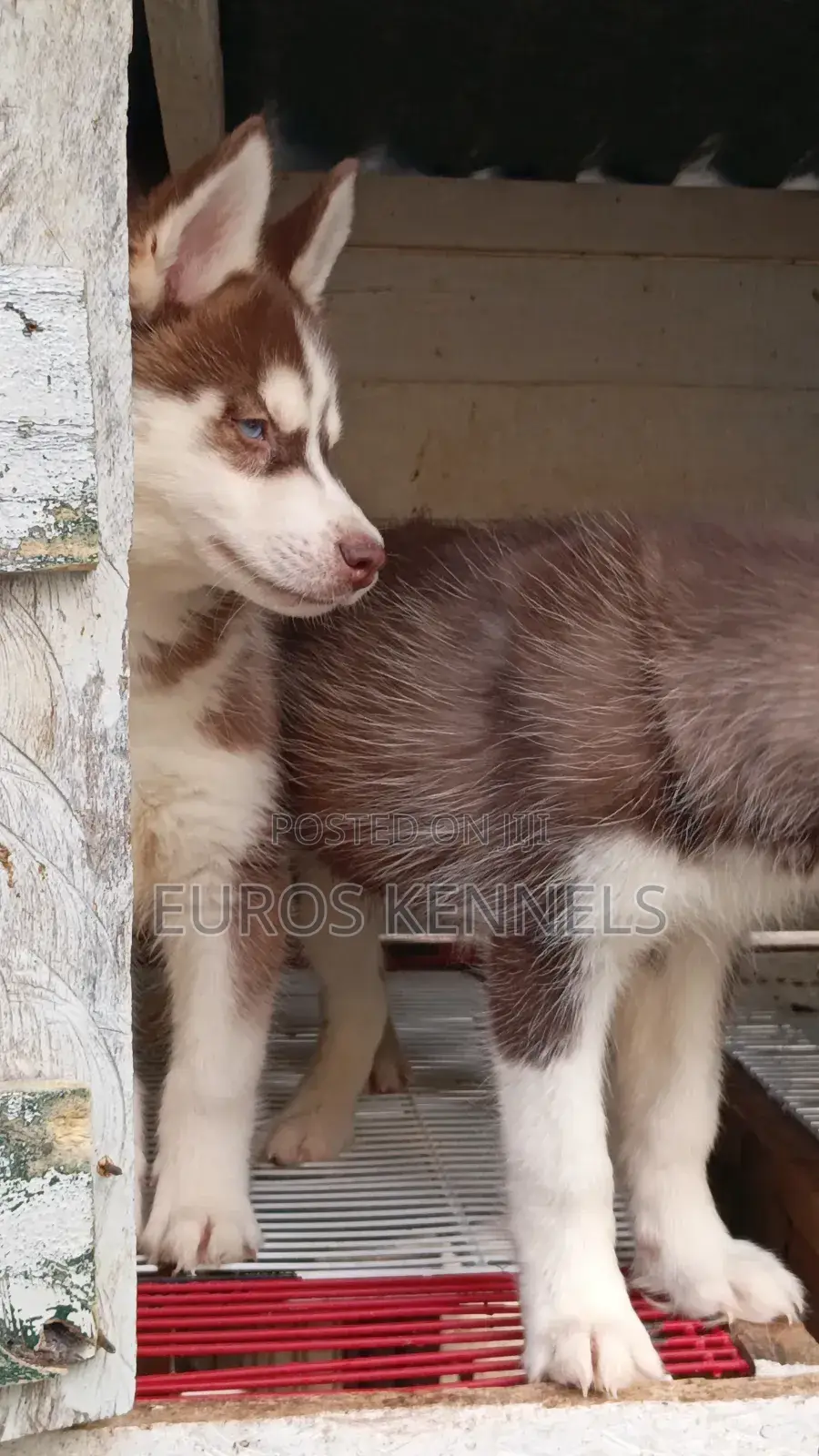 1-3 months Male Purebred Siberian Husky