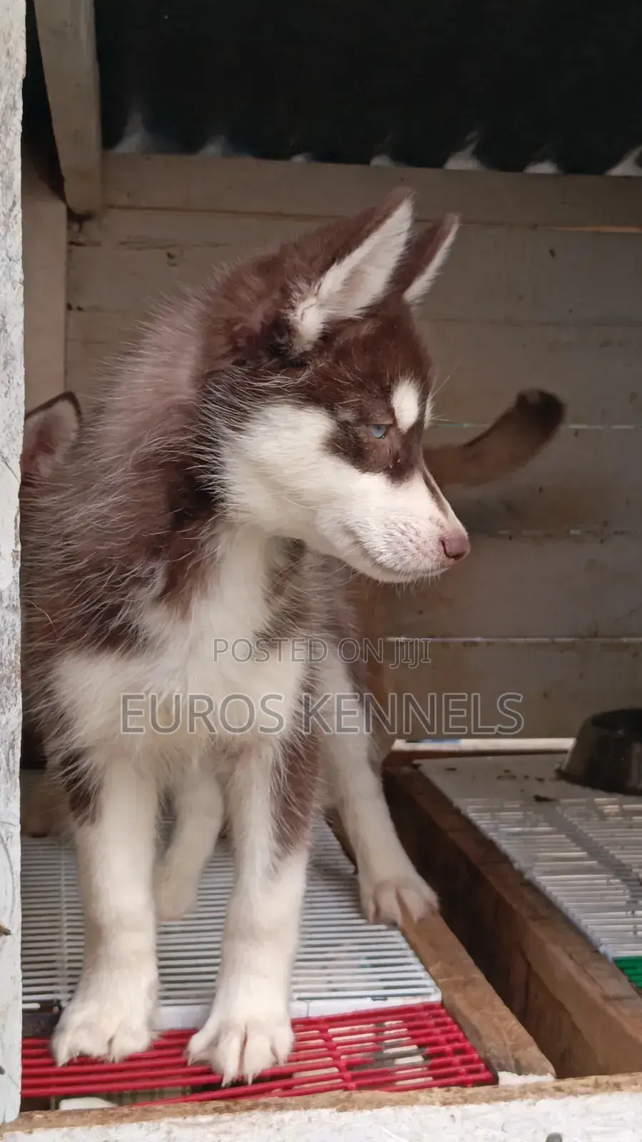 1-3 months Male Purebred Siberian Husky