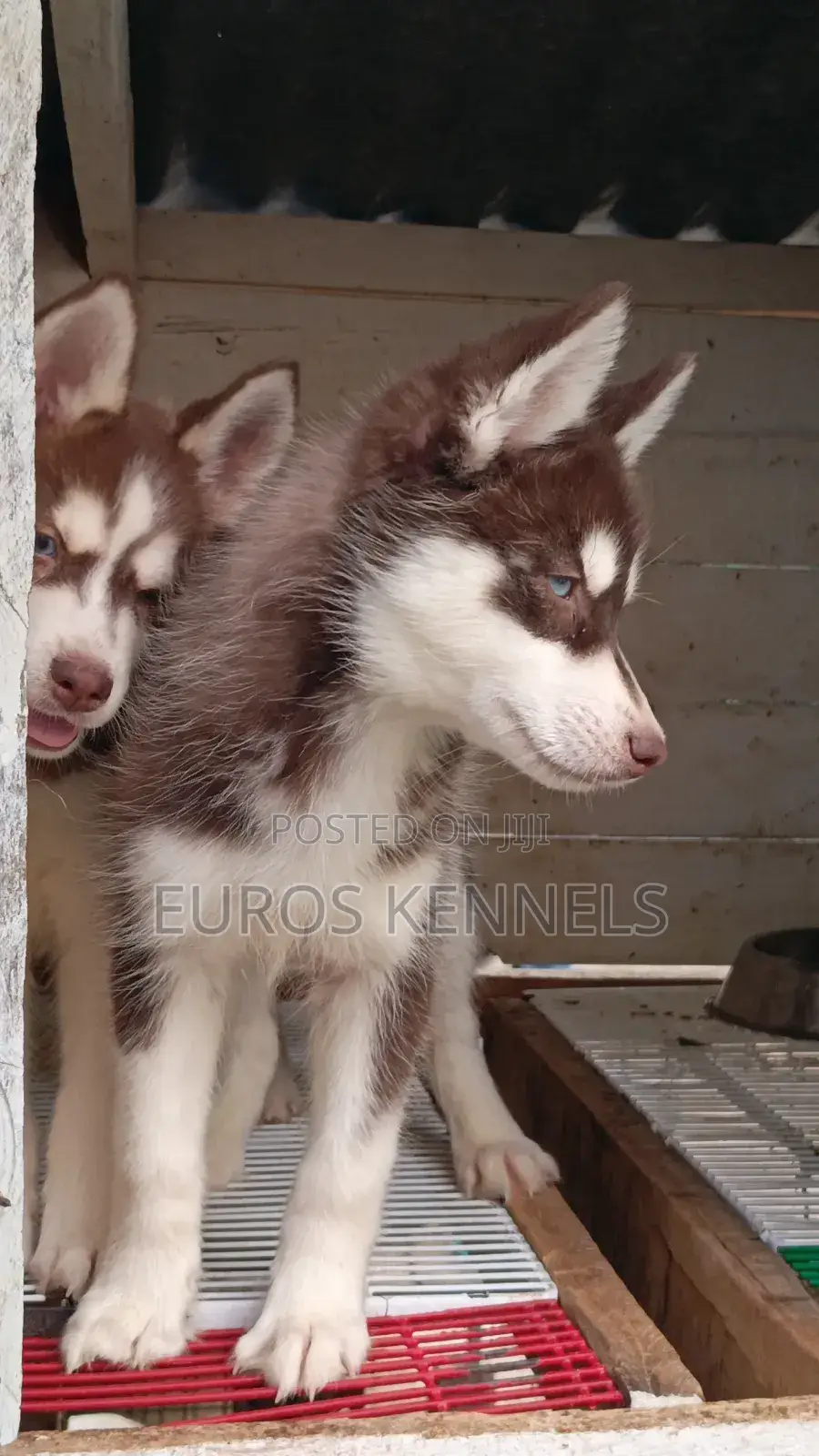 1-3 months Male Purebred Siberian Husky
