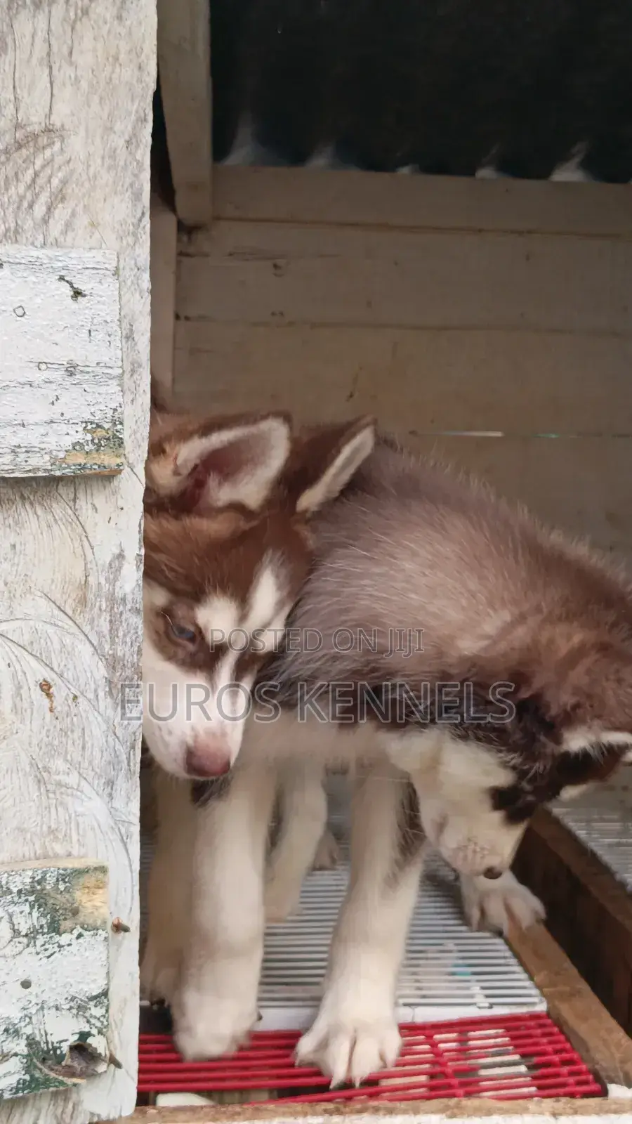 1-3 months Male Purebred Siberian Husky