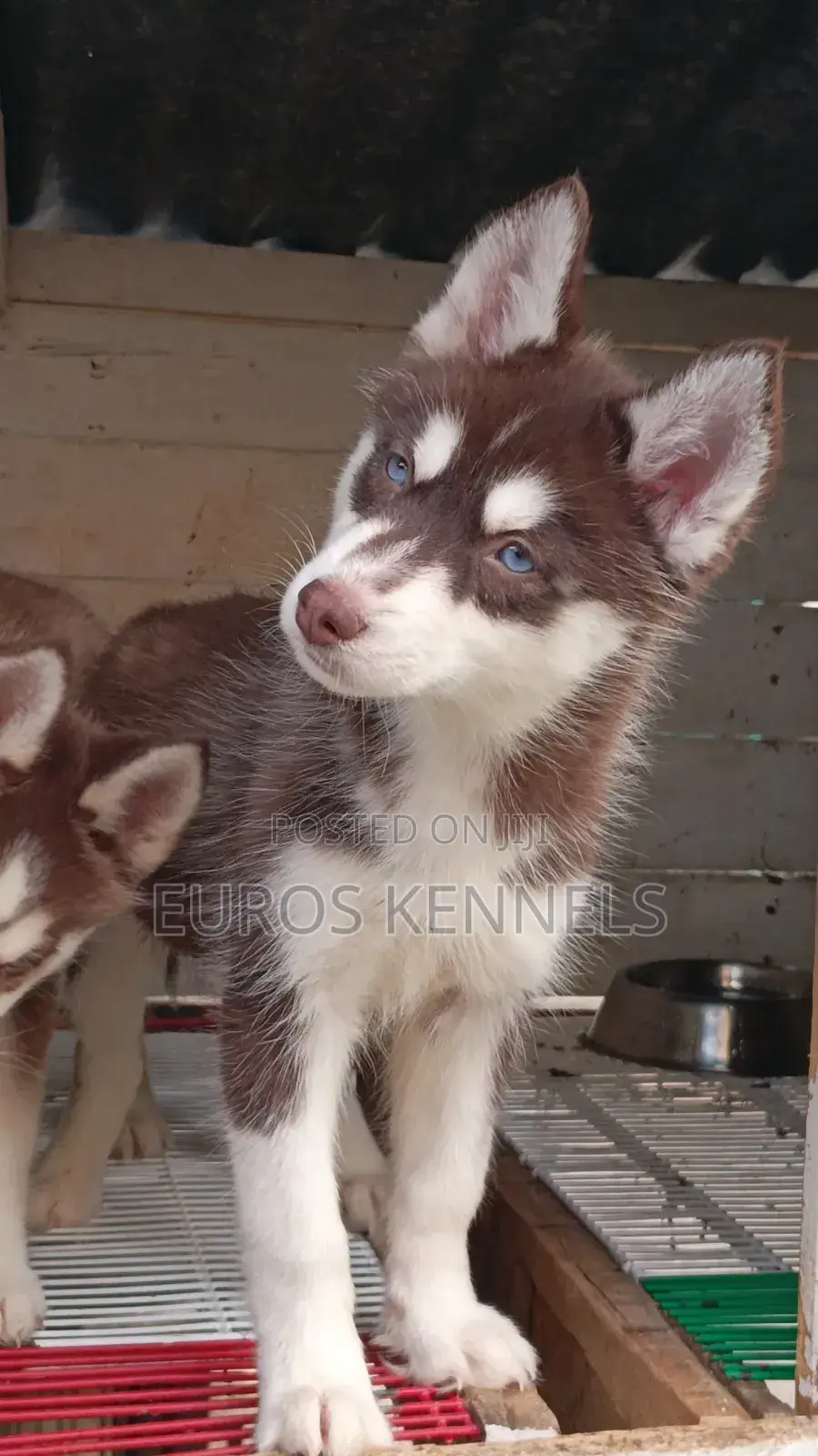 1-3 months Male Purebred Siberian Husky