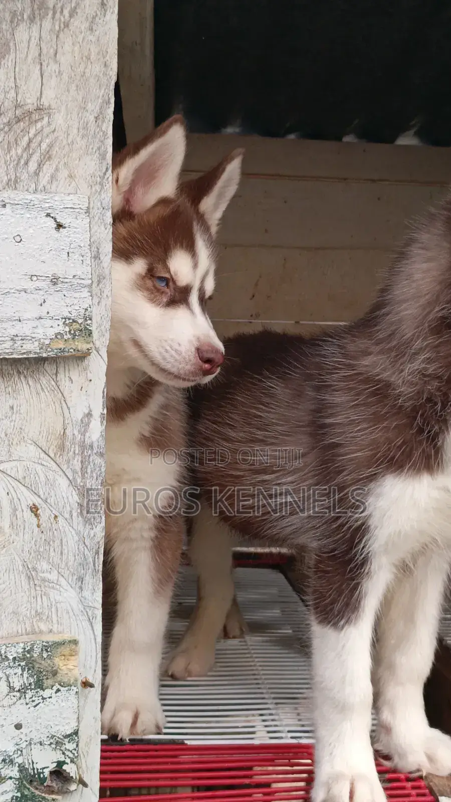 1-3 months Male Purebred Siberian Husky