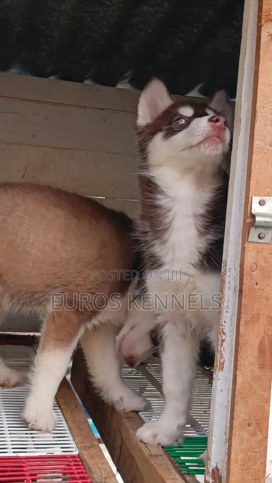1-3 months Male Purebred Siberian Husky
