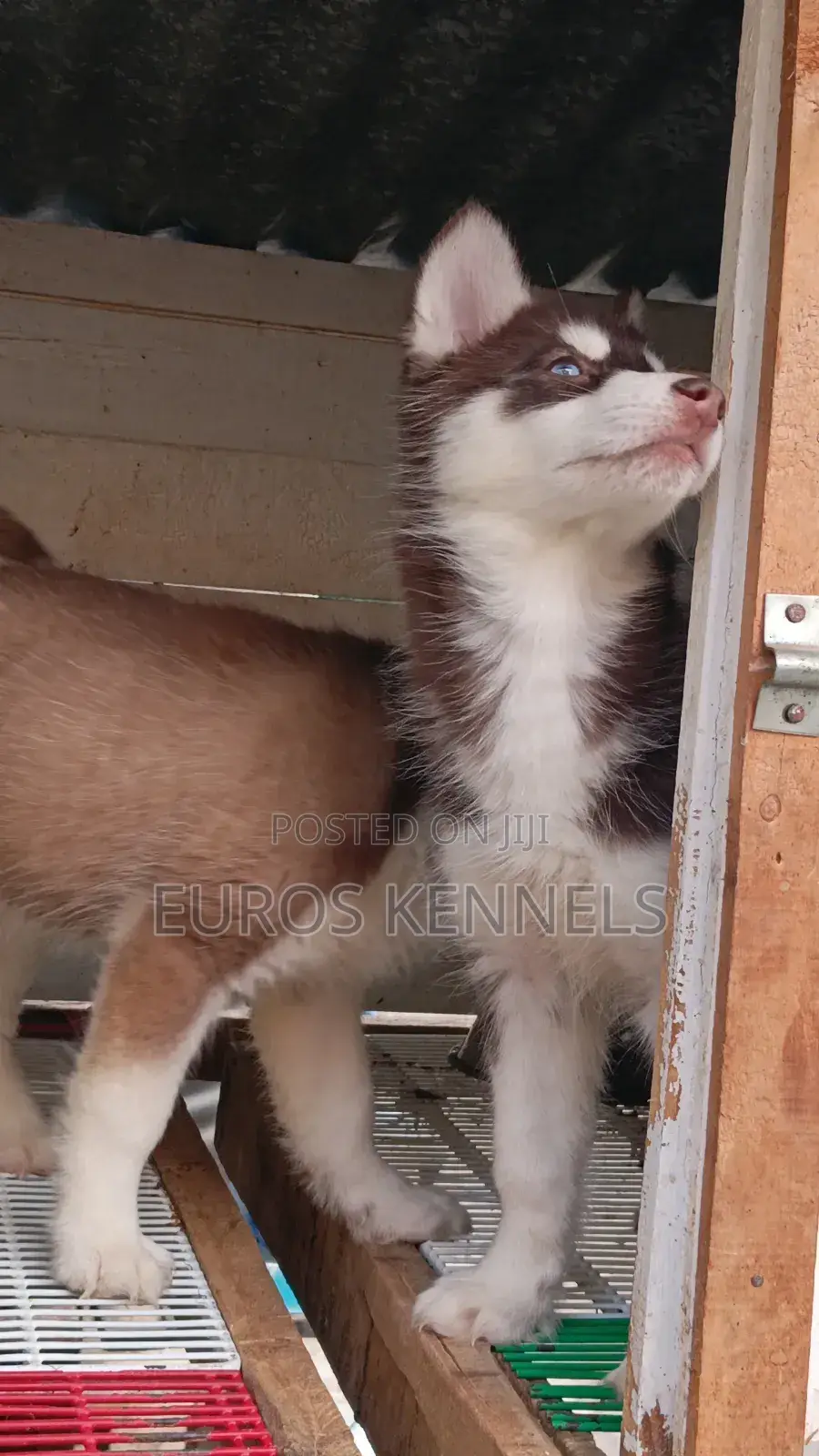 1-3 months Male Purebred Siberian Husky