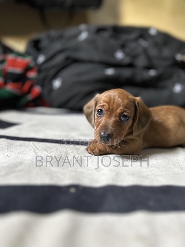 1-3 months Female Purebred Dachshund - thumbnail 12