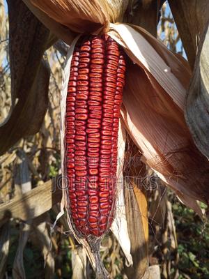 Red Heirloom Maize - main view