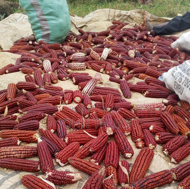 Red Heirloom Maize - thumbnail 2