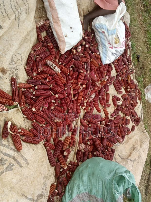 Red Heirloom Maize - thumbnail 4
