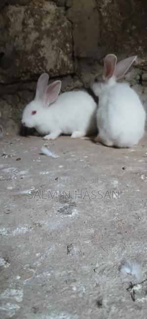 New Zealand Rabbit and Angora - thumbnail 2
