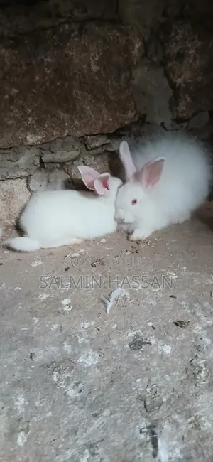 New Zealand Rabbit and Angora