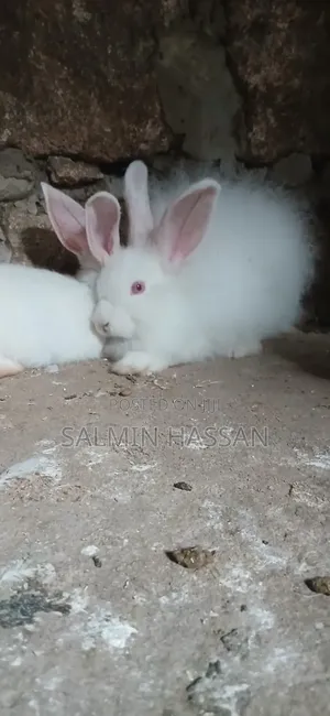 New Zealand Rabbit and Angora