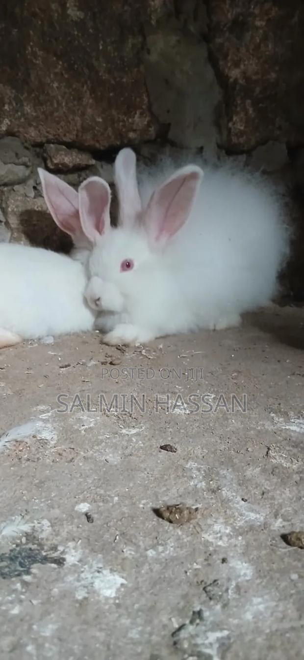 New Zealand Rabbit and Angora - thumbnail 4