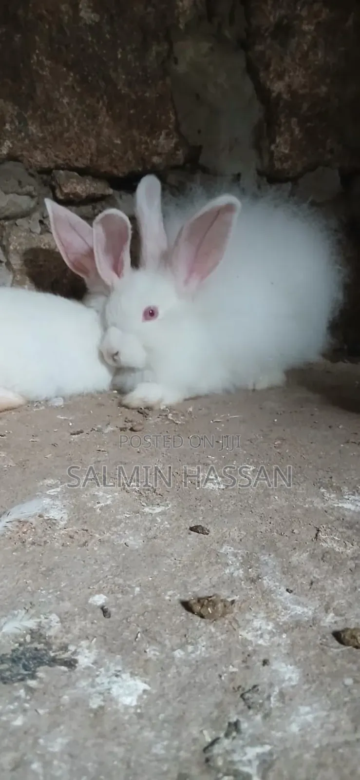 New Zealand Rabbit and Angora