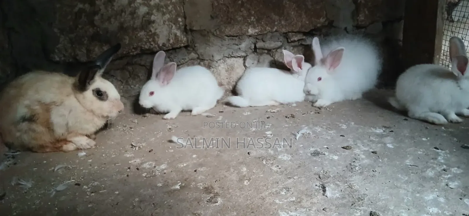 New Zealand Rabbit and Angora