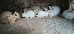 New Zealand Rabbit and Angora