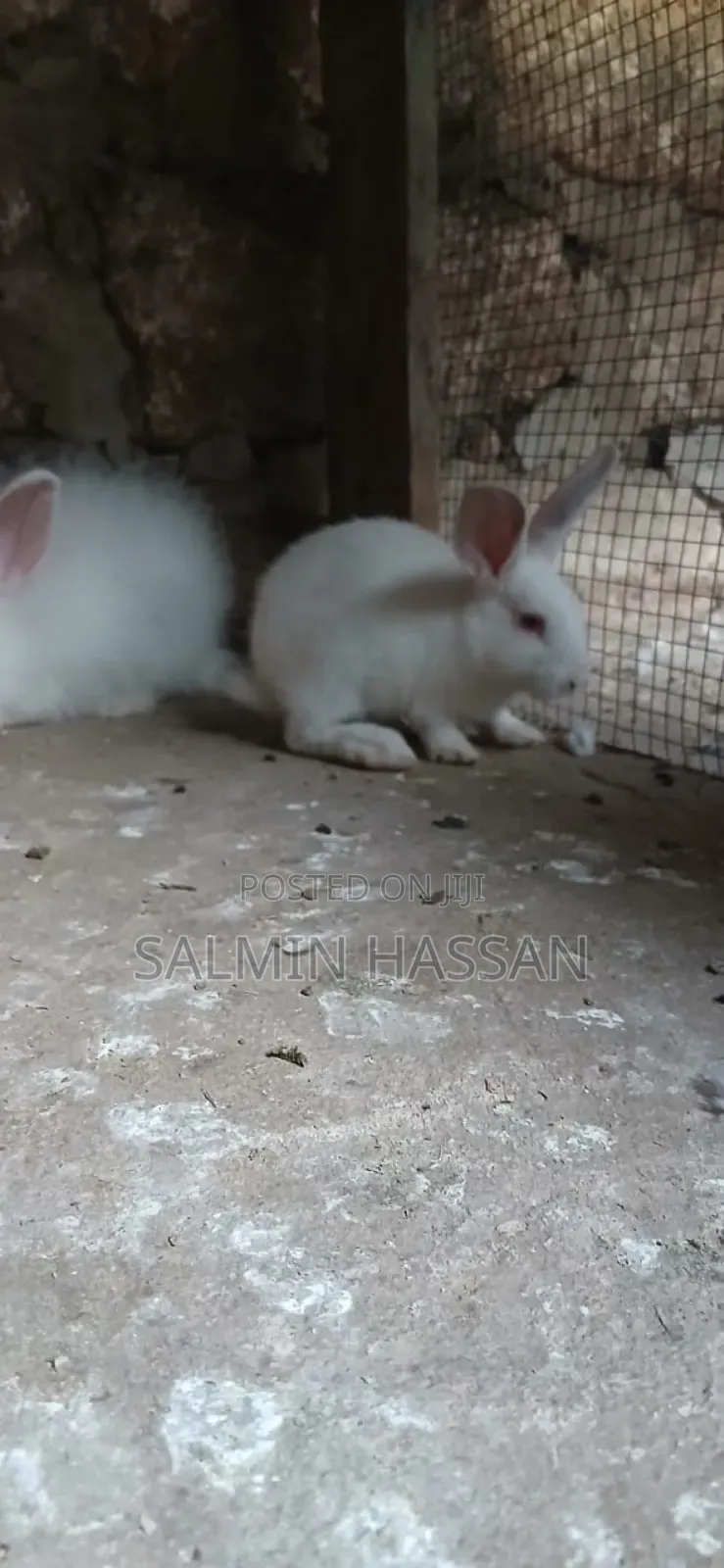 New Zealand Rabbit and Angora