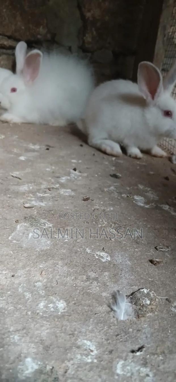 New Zealand Rabbit and Angora - thumbnail 7