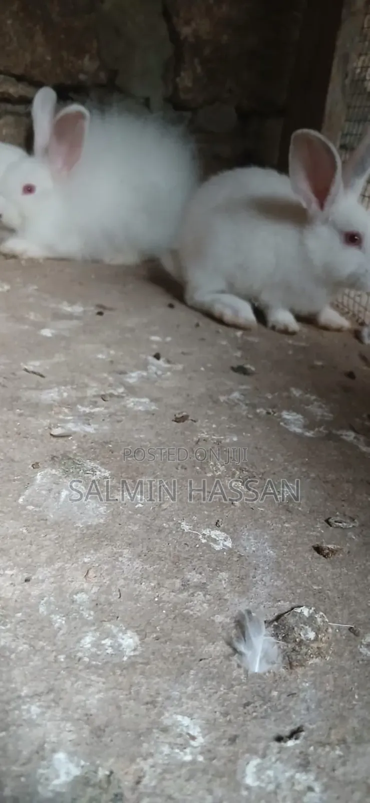 New Zealand Rabbit and Angora