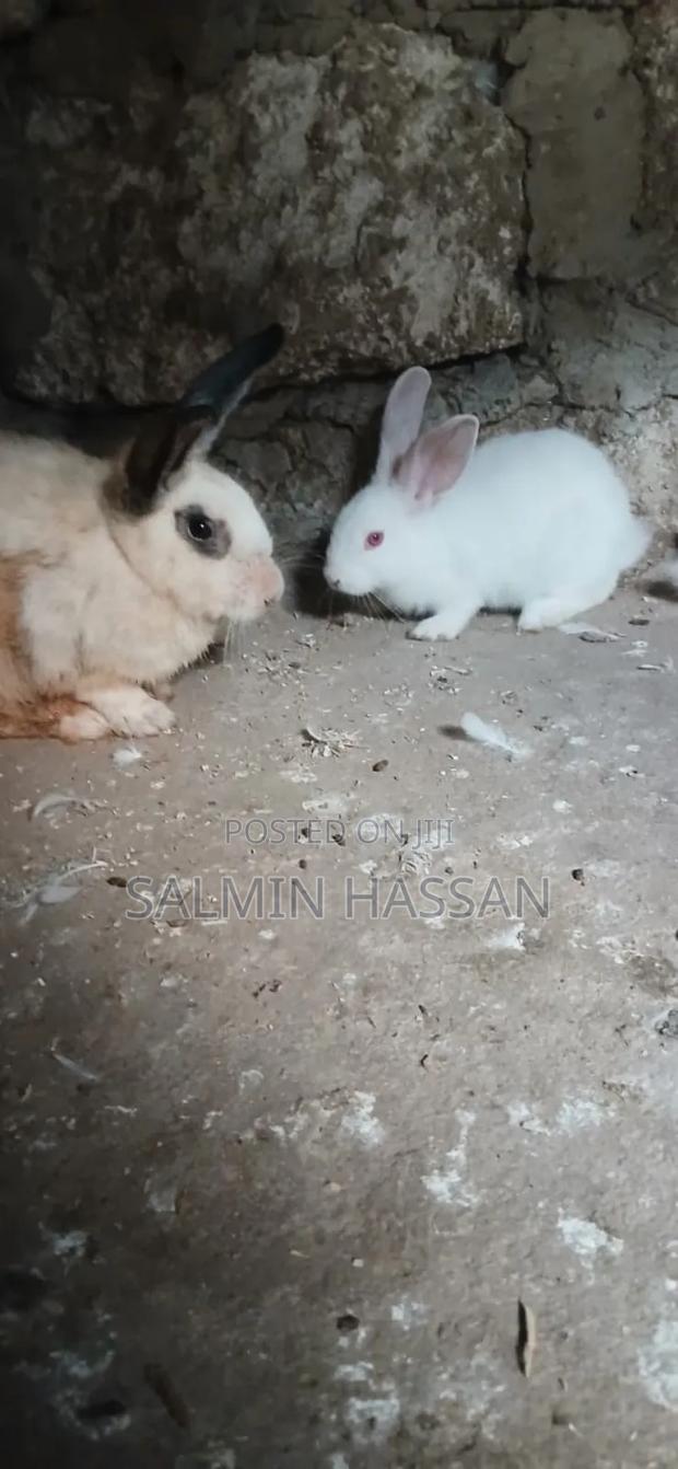 New Zealand Rabbit and Angora - thumbnail 8