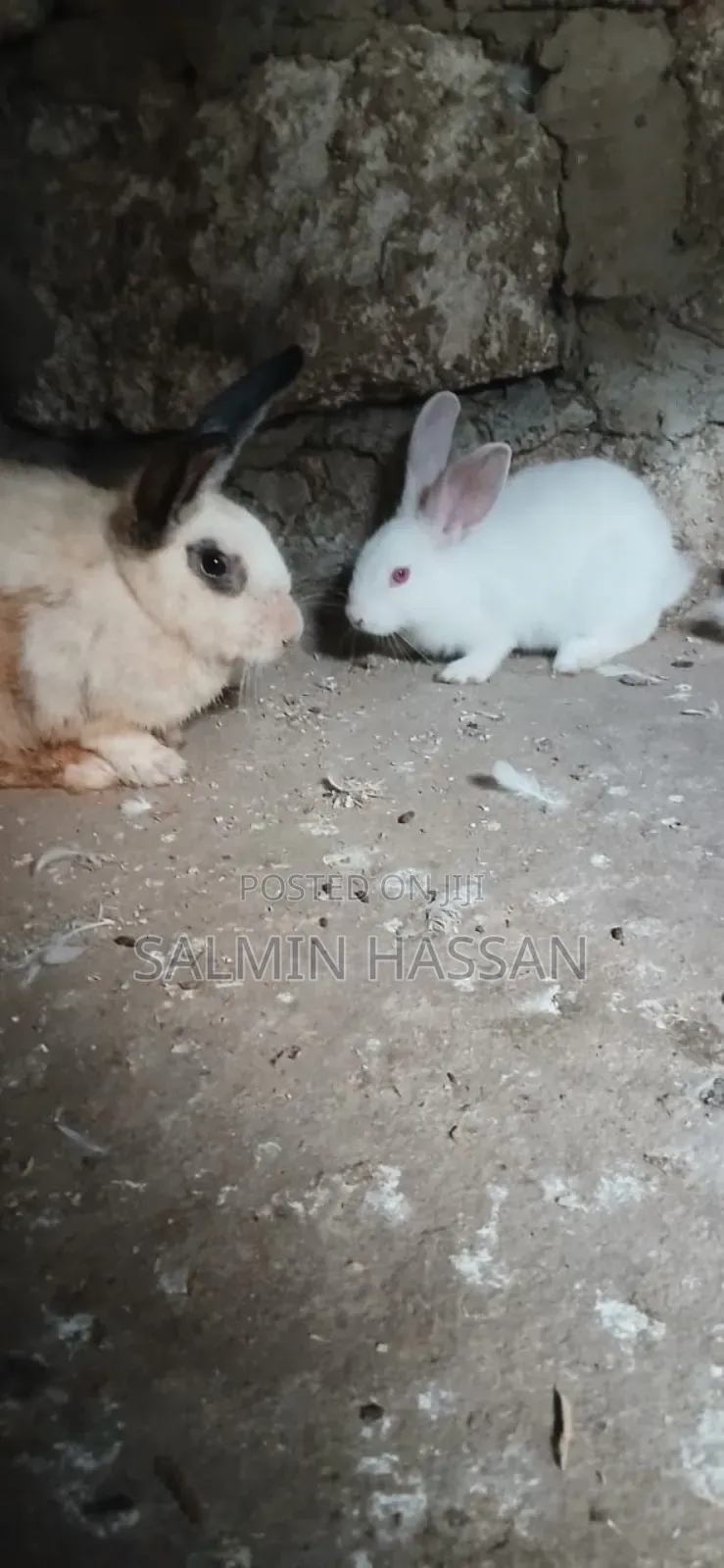 New Zealand Rabbit and Angora