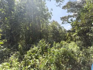 2.3 Acres of Land on Sale in Ngong Kahara. Has Trees Touches Main Road