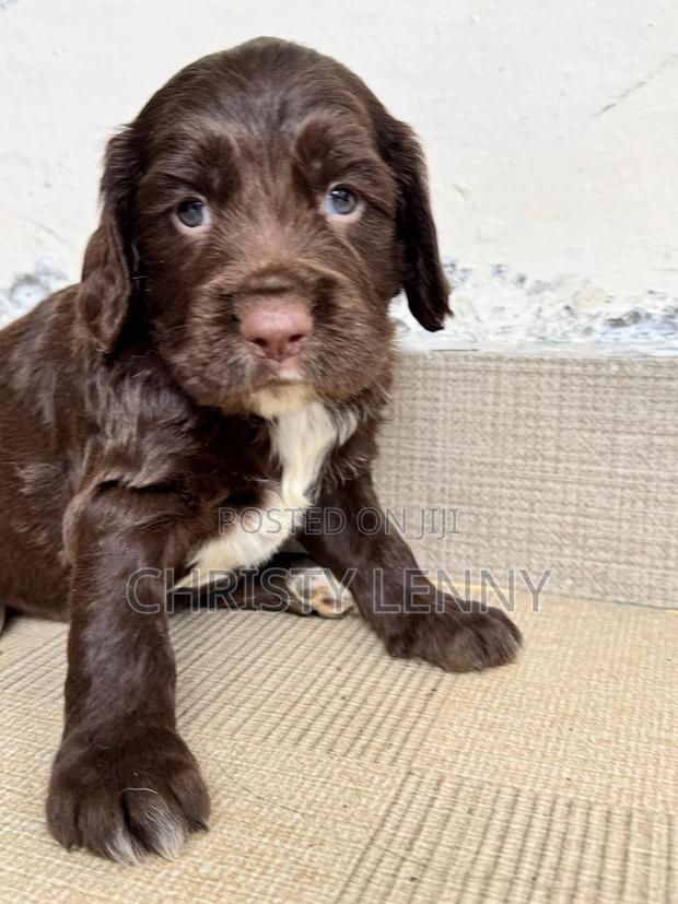 0-1 month Male Purebred Cocker Spaniel - thumbnail 10