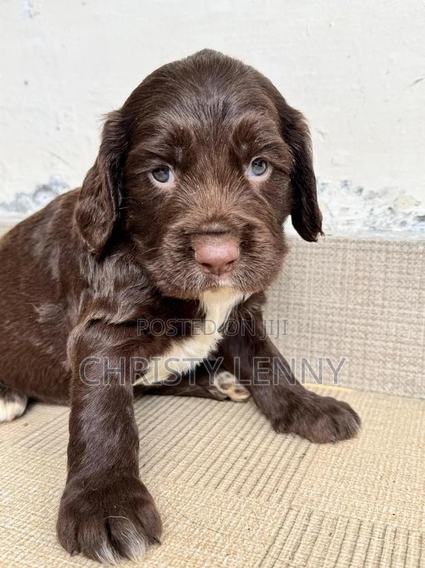 0-1 month Male Purebred Cocker Spaniel - thumbnail 8