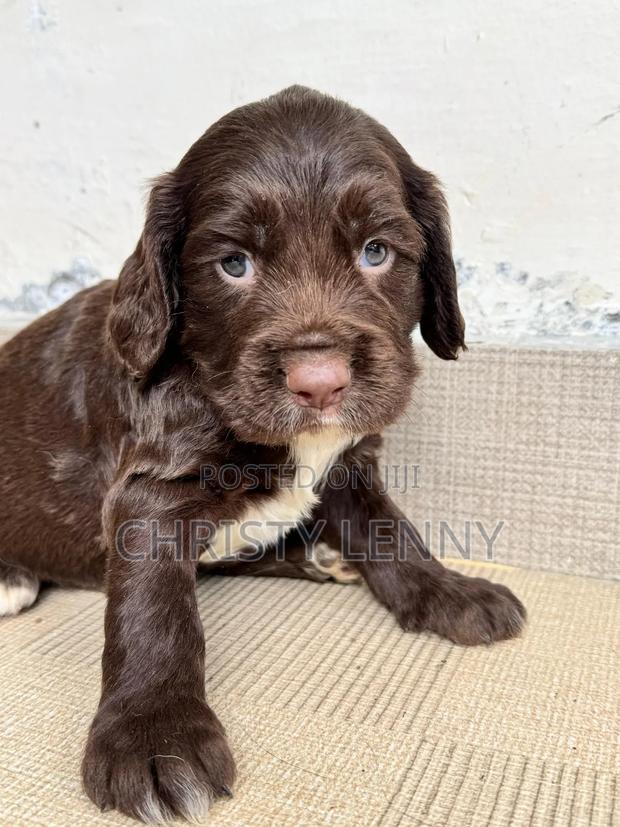0-1 month Male Purebred Cocker Spaniel - thumbnail 9