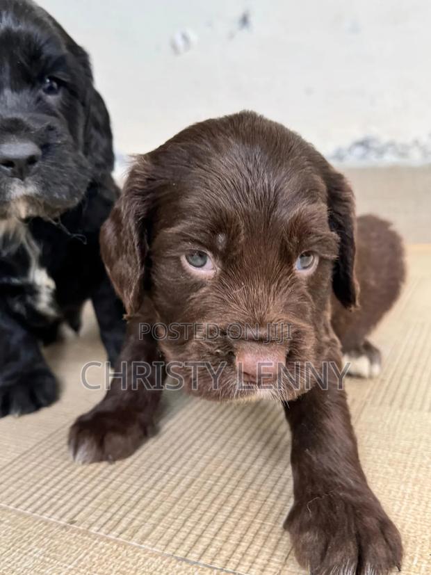 0-1 month Male Purebred Cocker Spaniel - thumbnail 11