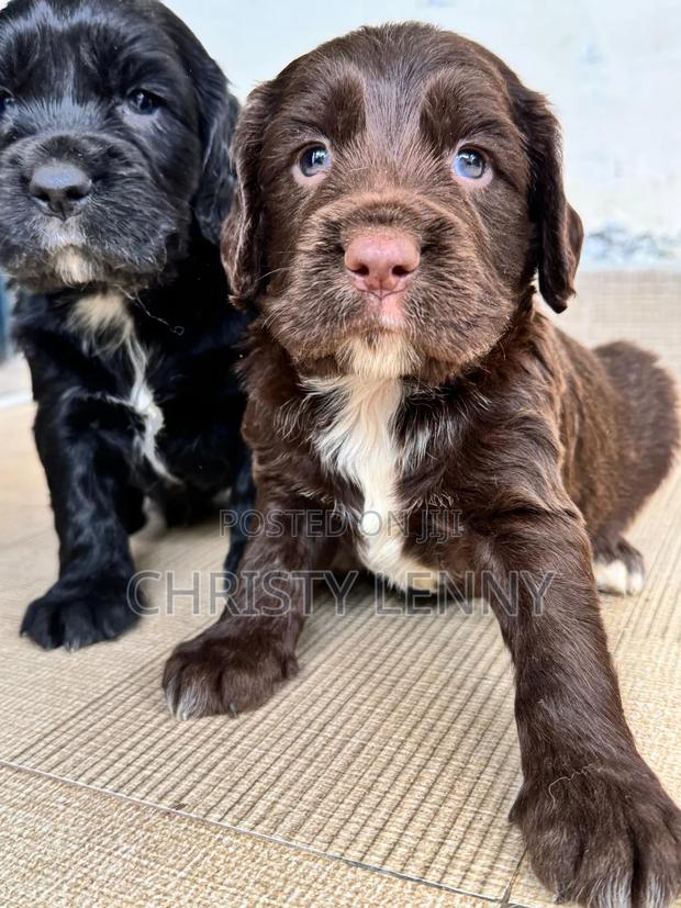 0-1 month Male Purebred Cocker Spaniel - thumbnail 6