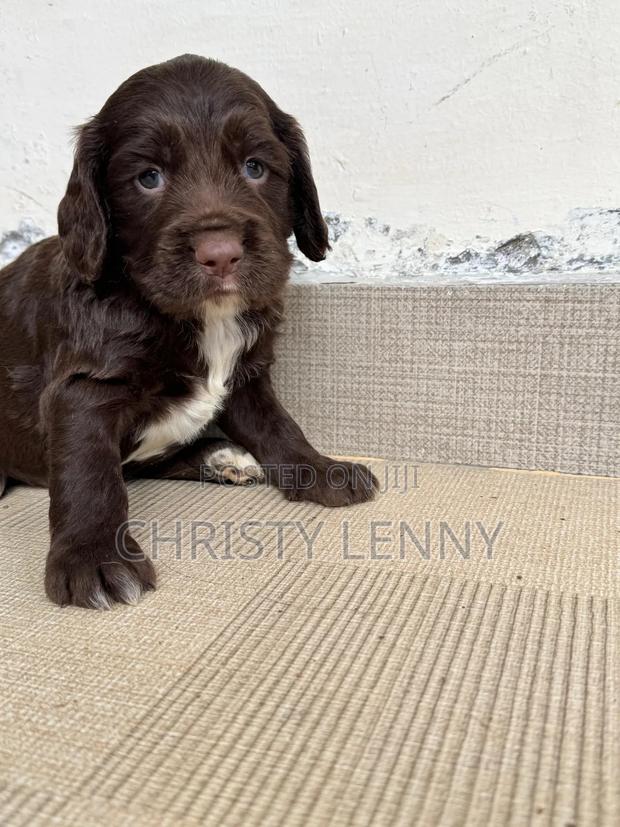 0-1 month Male Purebred Cocker Spaniel - thumbnail 12
