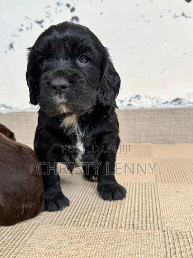 0-1 month Male Purebred Cocker Spaniel - thumbnail 7