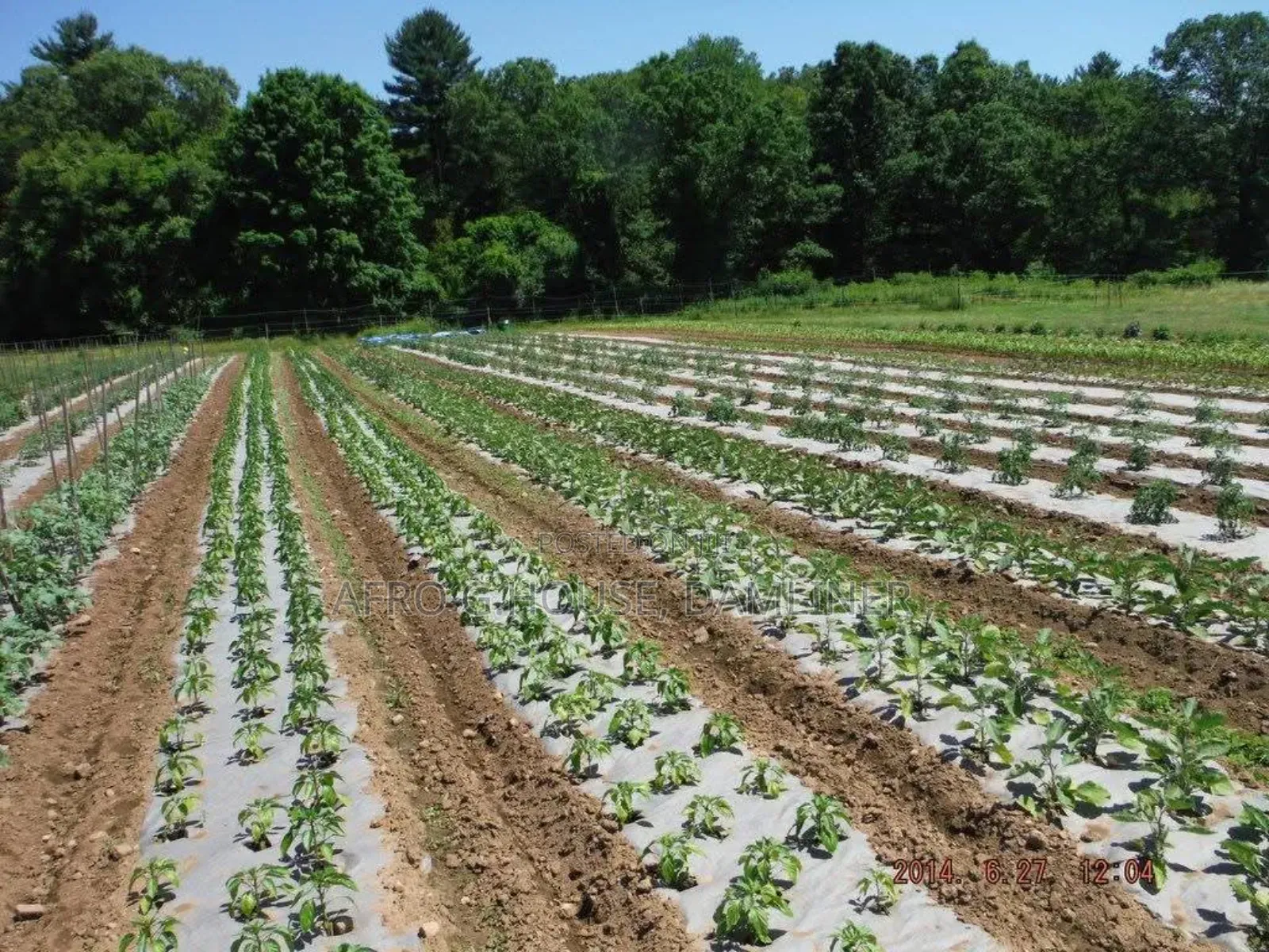 Mulch Cover Film 80mic 60mic
