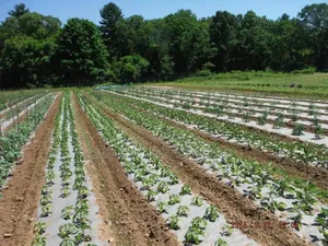 Mulch Cover Film 80mic 60mic
