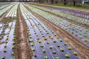 Mulch Cover Film 80mic 60mic