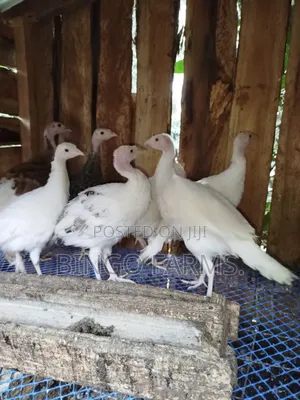 Turkey Poults
