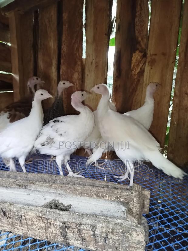 Turkey Poults - main view
