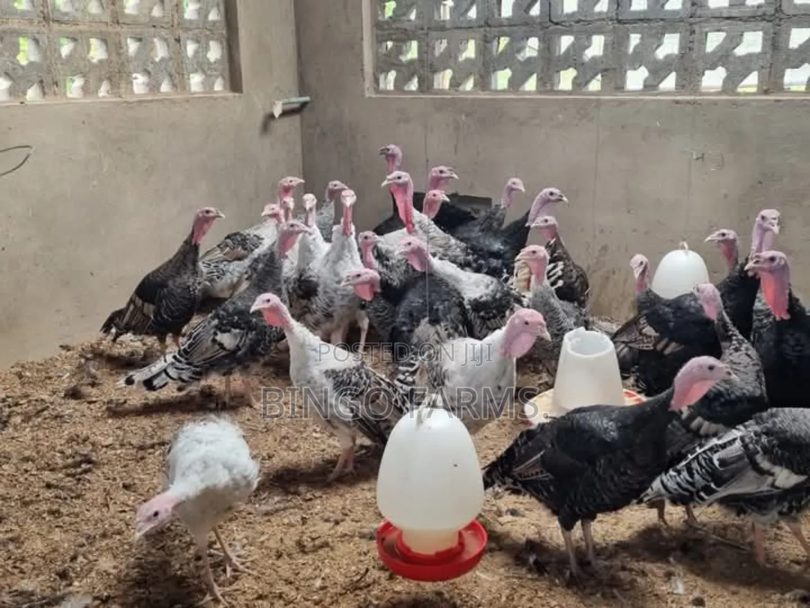 Turkey Poults