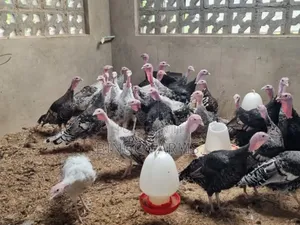 Turkey Poults