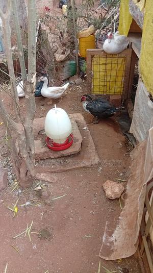 Rouen and Muscovy Ducks - main view