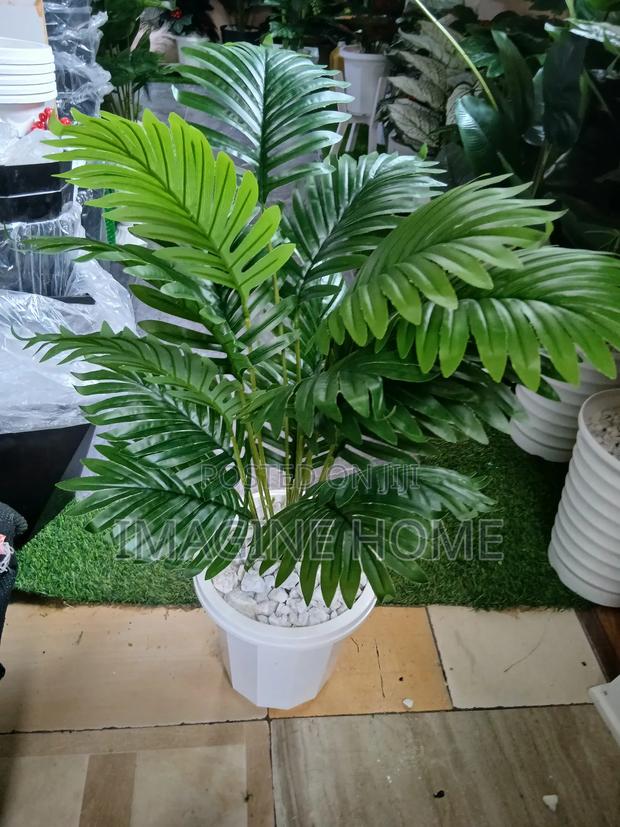 Palms Plants for Home Decoration - main view