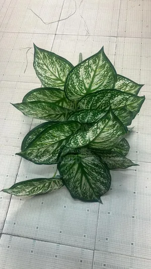 Plant 18leaves White Green
