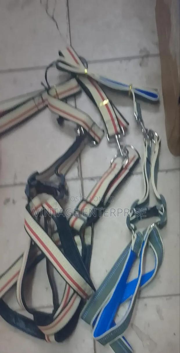 Dog Leash With Harness for a Big Dog